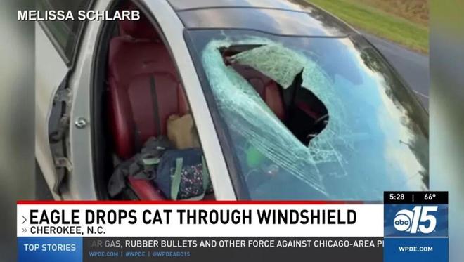惊险！天降死猫砸破她车玻璃血溅一身！抬头发现是猛禽投的“炸弹”？(图4)