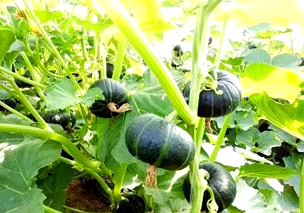 乡村蝶变满目新春节归乡感受沃野田畴中的日新月异(图4)